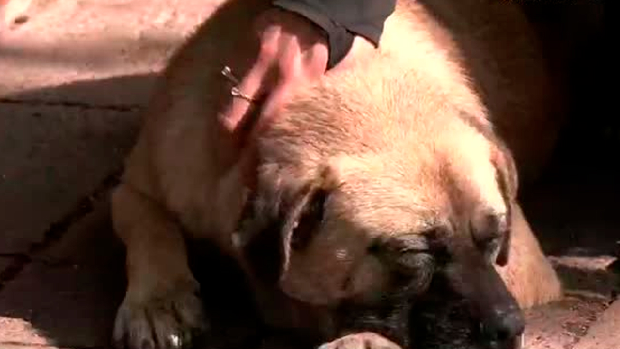 Porfirio, un perrito comunitario, fue víctima de un intento de ataque con cuchillo en el Bosque de Nativitas.