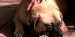 Porfirio, un perrito comunitario, fue víctima de un intento de ataque con cuchillo en el Bosque de Nativitas.