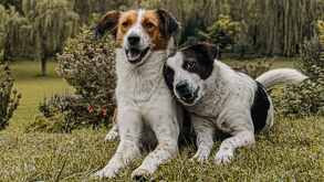 Conoce cuáles son las causas y síntomas de la demencia senil en perros, para que sepas qué hacer ante este trastorno neurológico degenerativo.