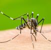 defunciones en estudio por probable dengue en Nuevo León