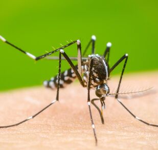 defunciones en estudio por probable dengue en Nuevo León