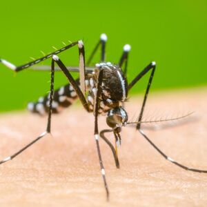 defunciones en estudio por probable dengue en Nuevo León