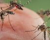 Mosquitos