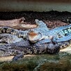 Grupo de al menos seis cocodrilos dentro de su hábitat en el Johnsons Zoo de Londres con troncos y un riachuelo alrededor