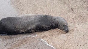 Ejemplar de lobo marino con los ojos cerrados tendido sobre la arena a la orilla del mar en playa de Puerto Vallarta