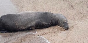 Ejemplar de lobo marino con los ojos cerrados tendido sobre la arena a la orilla del mar en playa de Puerto Vallarta