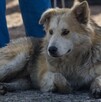 Se observa a un perro color beige que está acostado en el piso.