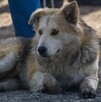 Se observa a un perro color beige que está acostado en el piso.