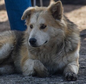 Se observa a un perro color beige que está acostado en el piso.
