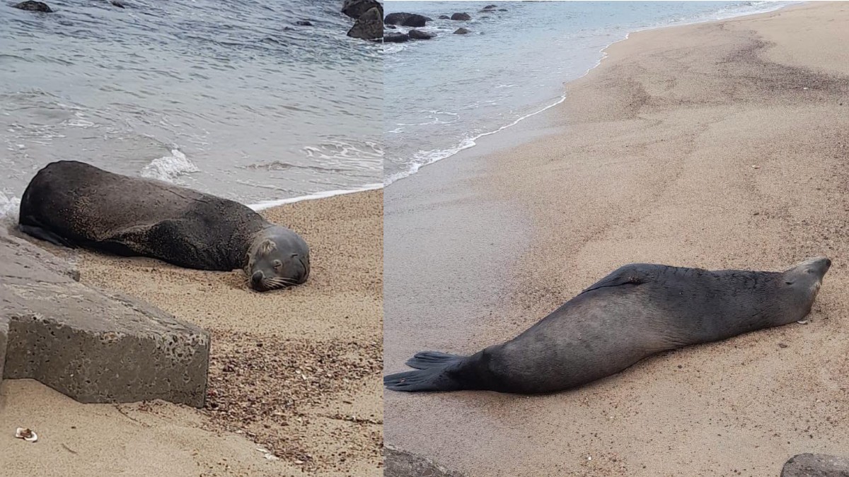 Lobo marino descansando y rodando sobre la arena a la orilla del mar en playas de Puerto Vallarta