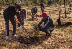 personas plantando árboles