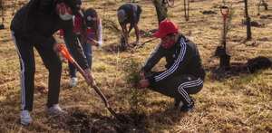 personas plantando árboles