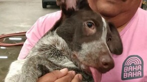 Una cena tranquila terminó en emergencia cuando un perrito se atoró un hueso en el hocico. Descubre cómo los bomberos lograron salvarlo ileso.