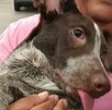 Una cena tranquila terminó en emergencia cuando un perrito se atoró un hueso en el hocico. Descubre cómo los bomberos lograron salvarlo ileso.