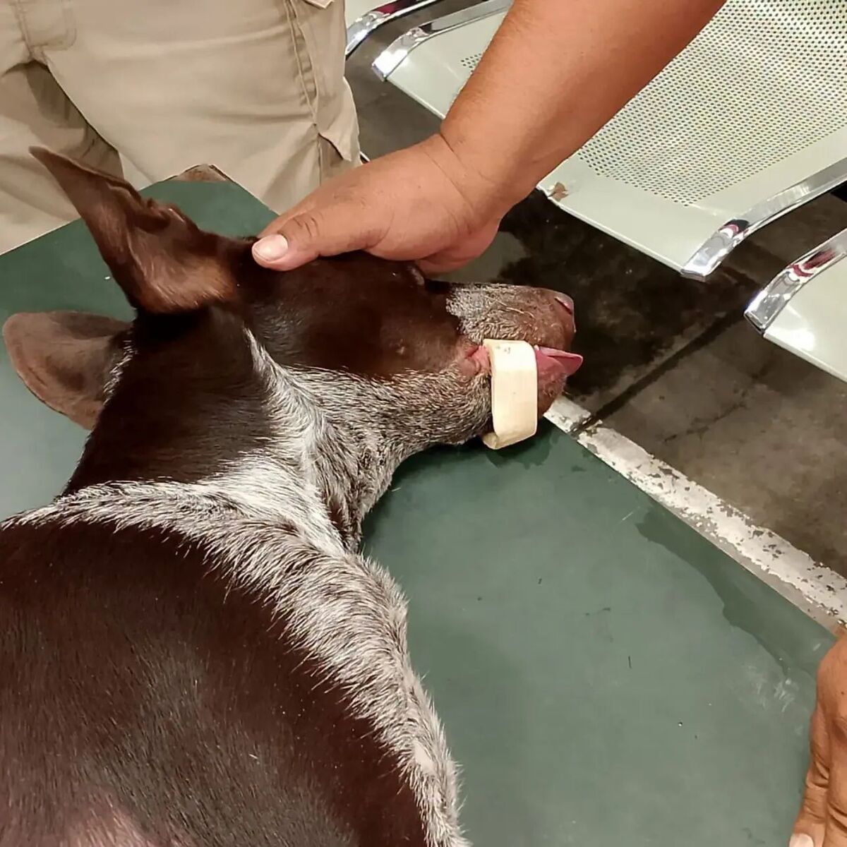Una cena tranquila terminó en emergencia cuando un perrito se atoró un hueso en el hocico. Descubre cómo los bomberos lograron salvarlo ileso.