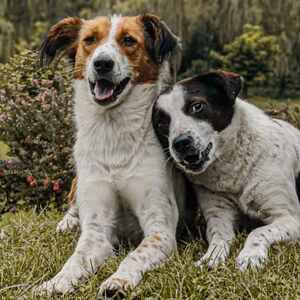 Conoce cuáles son las causas y síntomas de la demencia senil en perros, para que sepas qué hacer ante este trastorno neurológico degenerativo.