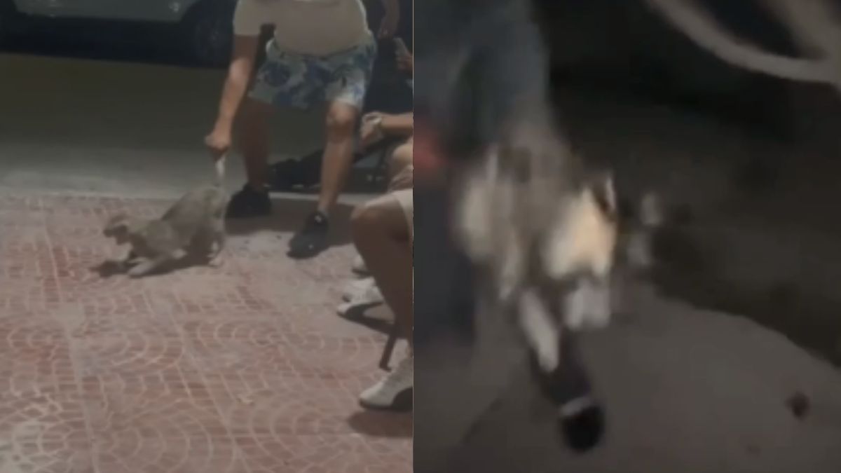 imágenes de evidencia de jóvenes violentando gatos.