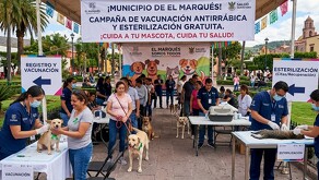 Mascotas de todo el municipio de El Marqués podrán gozar de una campaña de vacunación y esterilización en el mes de junio.