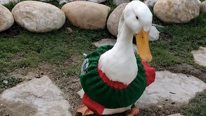 Pedrito, un pato del Vivero Didáctico de Tampico, ha llamado la atención de visitantes durante el Mundial 2026 y ya es comparado con Merlín por los aficionados.