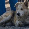 Se observa a un perro color beige que está acostado en el piso.