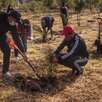 personas plantando árboles