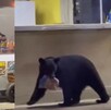 Un oso fue captado mientras buscaba comida en un negocio de Santiago y terminó llevándose alimento ante la mirada de varias personas.