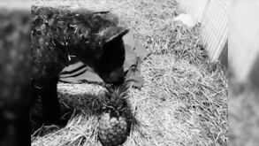 La Profepa confirmó la muerte de la osa negra 