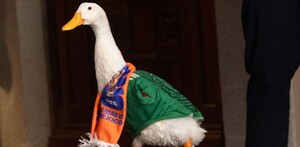 Registran al Pato Merlín ante el IMPI y anuncian que ya tiene representante; ¿quién es?