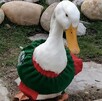 Pedrito, un pato del Vivero Didáctico de Tampico, ha llamado la atención de visitantes durante el Mundial 2026 y ya es comparado con Merlín por los aficionados.