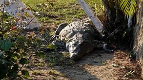 Un cocodrilo tomando el sol en un campo de golf.