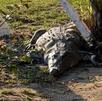 Un cocodrilo tomando el sol en un campo de golf.