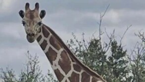 Jirafa Gracie, buscada tras escapar en Texas