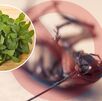 Menta: la planta natural para alejar cucarachas de tu hogar