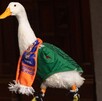 Registran al Pato Merlín ante el IMPI y anuncian que ya tiene representante; ¿quién es?