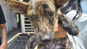 Tragedia en El Salto, Jalisco: hallan a tres perritos en condiciones extremas de maltrato dentro de una vivienda.
