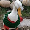 Pedrito, un pato del Vivero Didáctico de Tampico, ha llamado la atención de visitantes durante el Mundial 2026 y ya es comparado con Merlín por los aficionados.