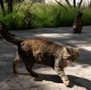 Gatos al aire libre en la Ciudad de México.