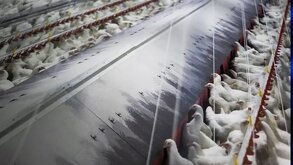 Aves de ganado