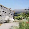 Un tren impactó un tráiler que transportaba ganado en Anáhuac, dejando seis reses muertas y 14 más dispersas en la zona.