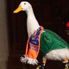 El Pato Merlín se reunió con Poncho de Nigris en Monterrey y volvió a generar dudas sobre su venta.