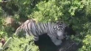 Tigre de bengala blanco que escapó en Tepetlaoxtoc, Edomex