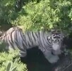 Tigre de bengala blanco que escapó en Tepetlaoxtoc, Edomex