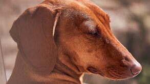 Perro salchicha a contraluz y con los ojos cerrados.