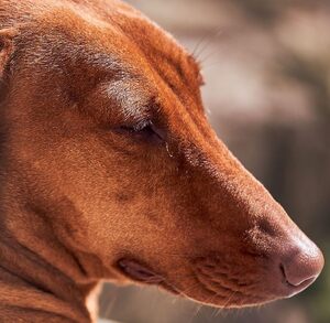 Perro salchicha a contraluz y con los ojos cerrados.