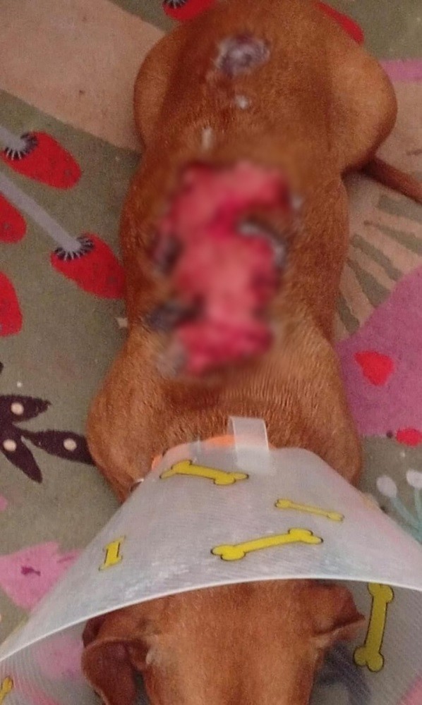 Perro con collarín y con heridas en la espalda.