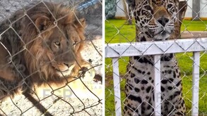 La FGR ejecutó un cateo en un predio en Soledad de Graciano Sánchez, donde aseguró un inmueble con hallazgos de fauna exótica y decenas de vehículos.