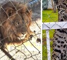 La FGR ejecutó un cateo en un predio en Soledad de Graciano Sánchez, donde aseguró un inmueble con hallazgos de fauna exótica y decenas de vehículos.