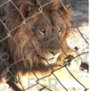La FGR ejecutó un cateo en un predio en Soledad de Graciano Sánchez, donde aseguró un inmueble con hallazgos de fauna exótica y decenas de vehículos.
