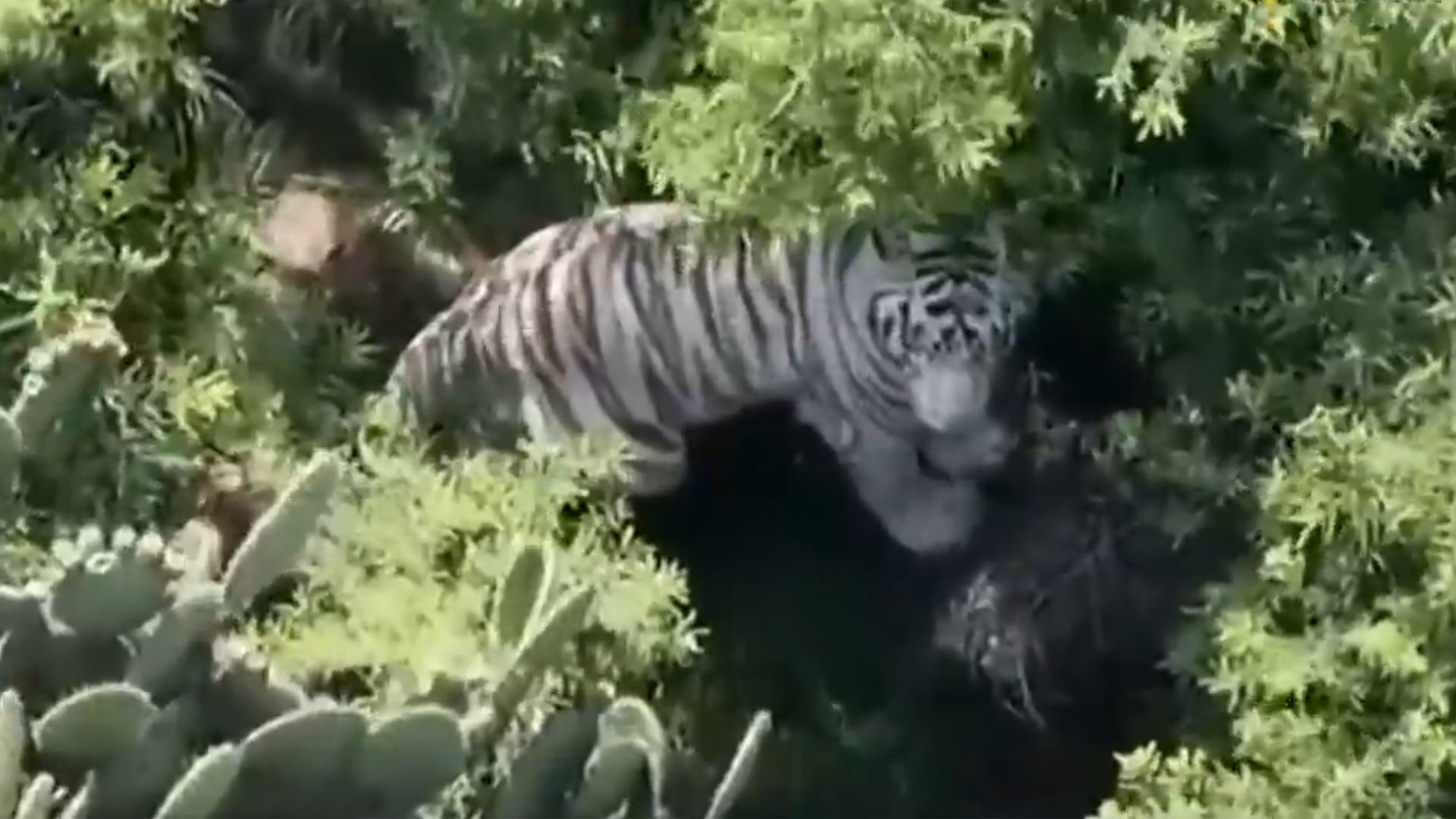 Un tigre de bengala se escapó en San Bernardo Tlamilolpan. Fue localizado con drones pero aún no es asegurado.