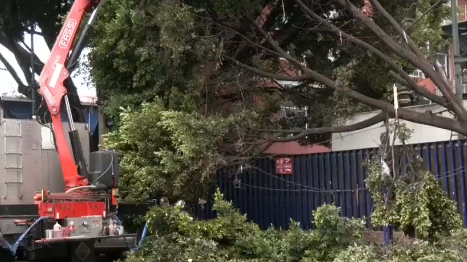 Árbol de 20 metros se partió en 3 pedazos en hospital infantil Federico Gómez. Bomberos controlaron emergencia sin víctimas.